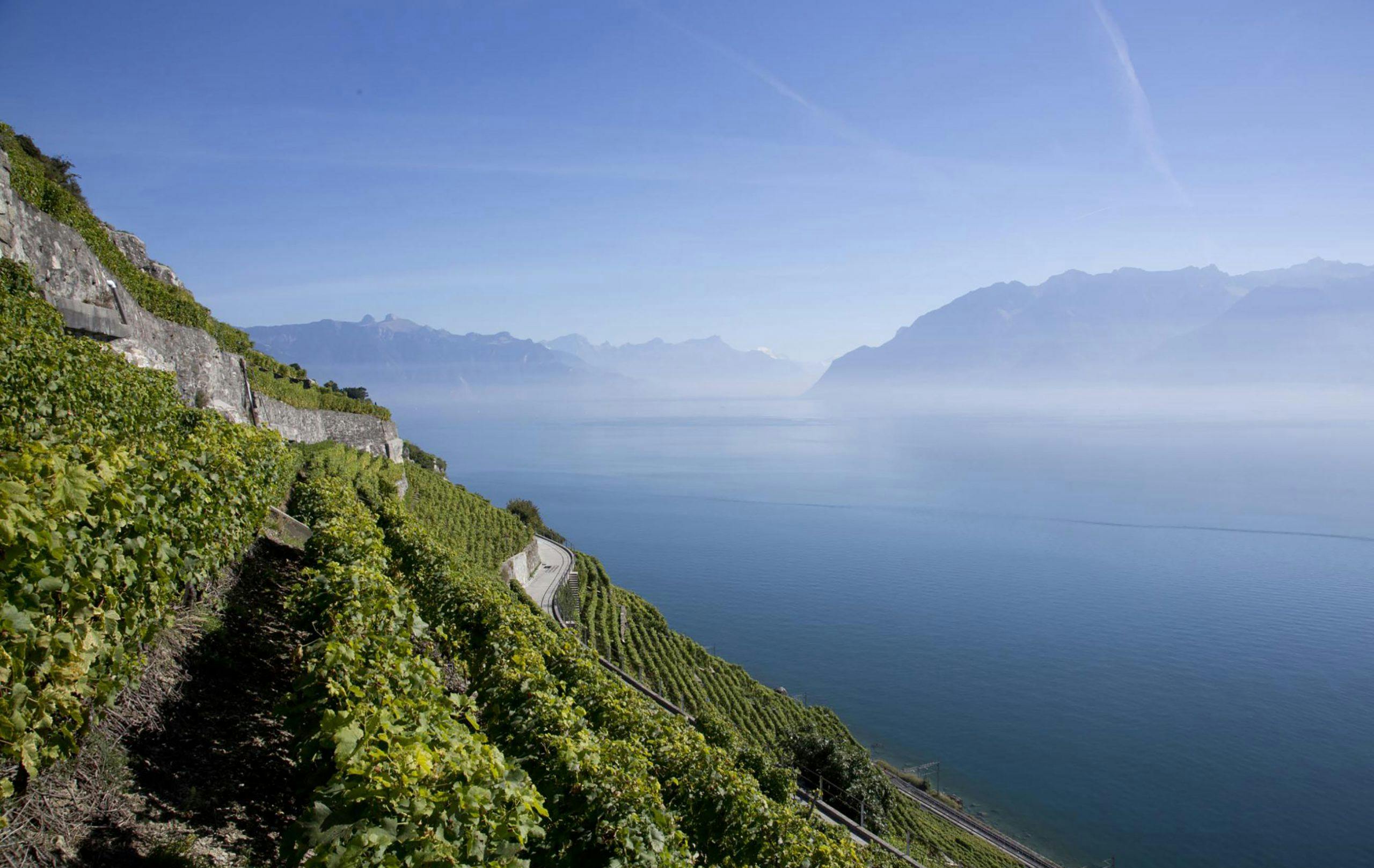 vignobles vaudois